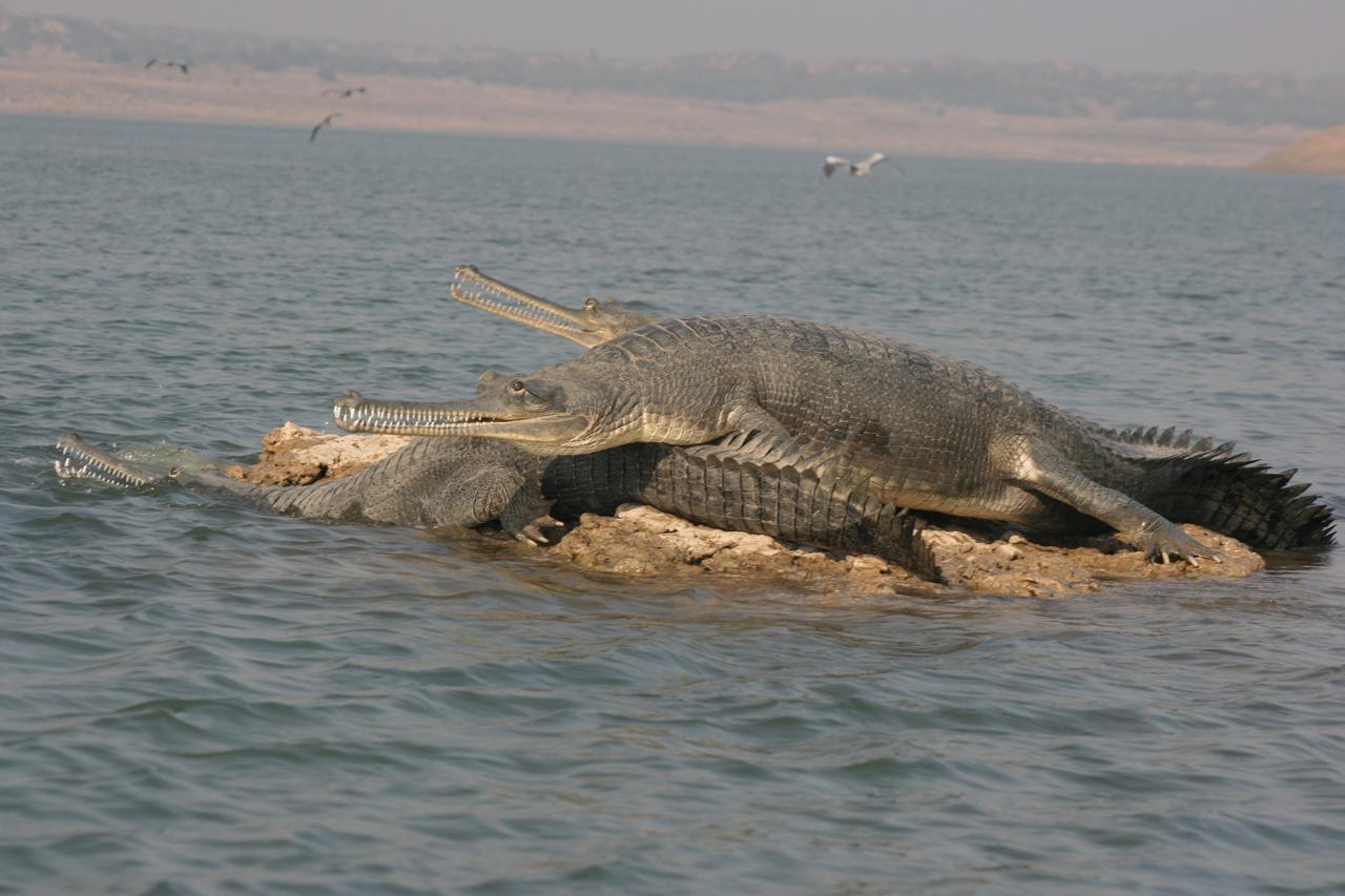 Mela Kothi - The Chambal Safari Lodge Bāh Dış mekan fotoğraf