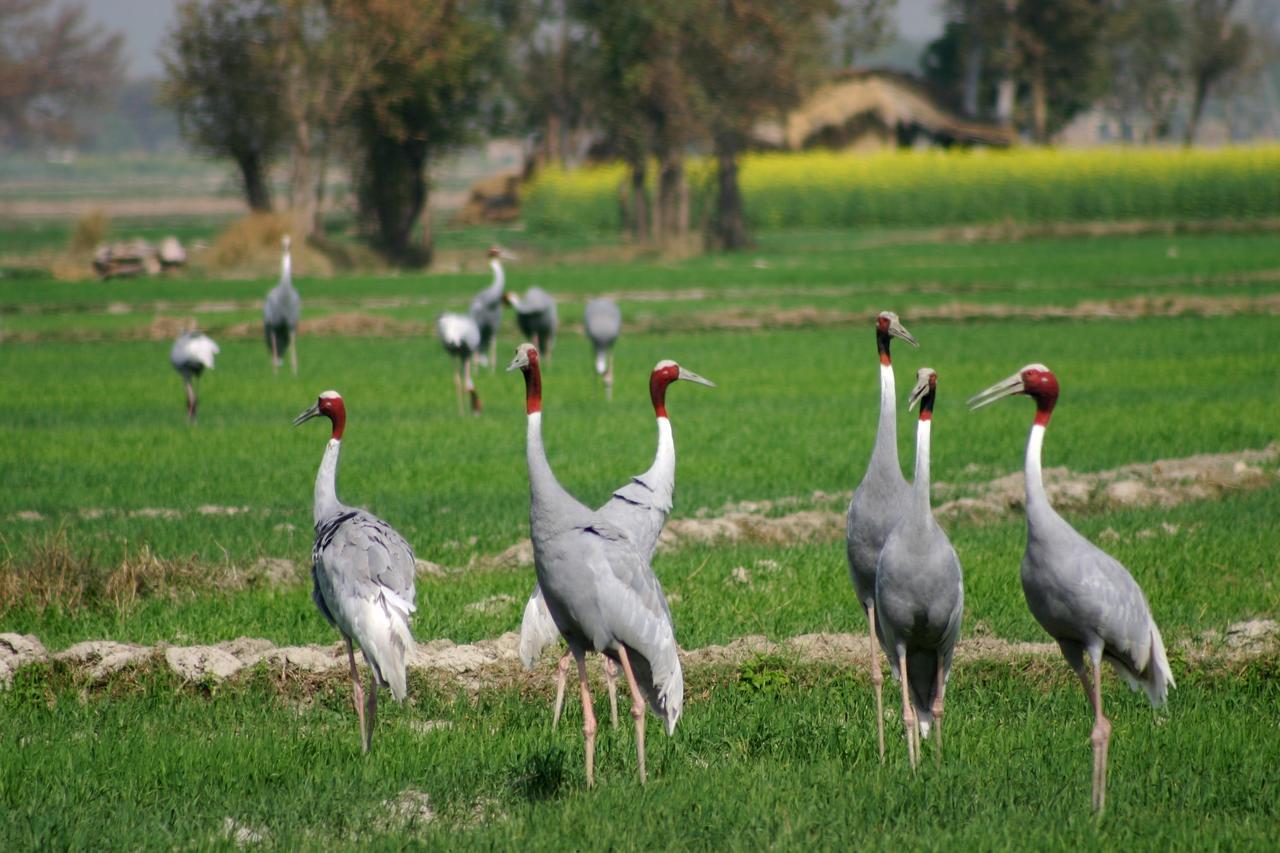 Mela Kothi - The Chambal Safari Lodge Bāh Dış mekan fotoğraf
